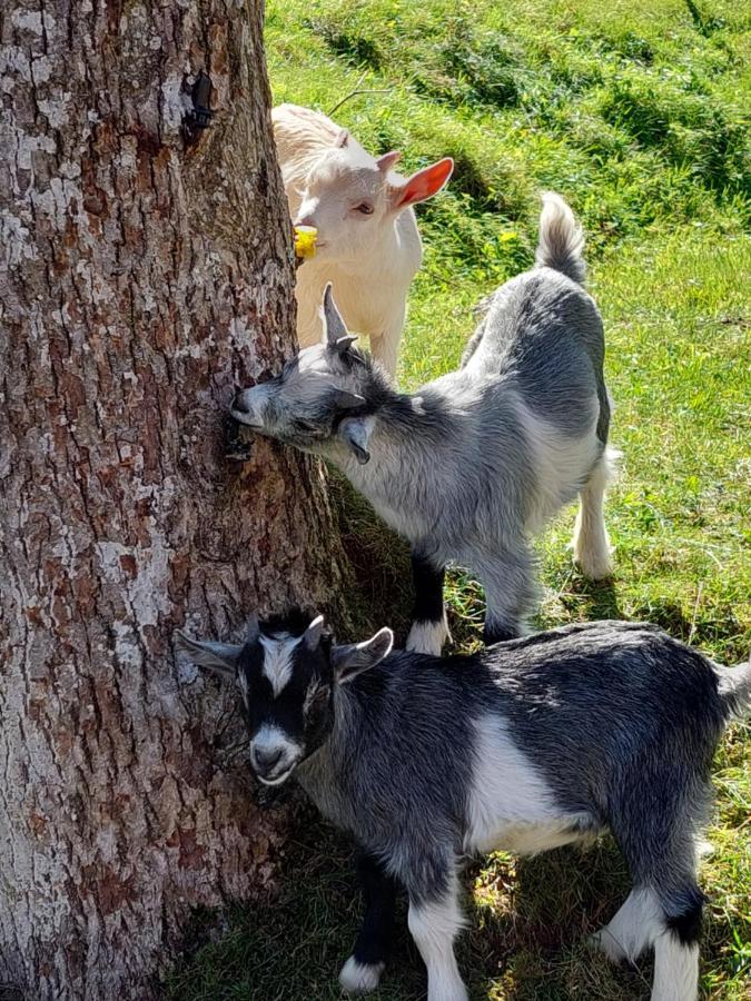 Appartamento Urlaub An Der Grenze Lauterbach  Esterno foto