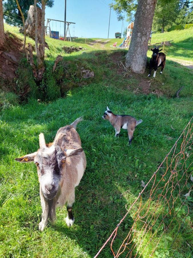 Appartamento Urlaub An Der Grenze Lauterbach  Esterno foto