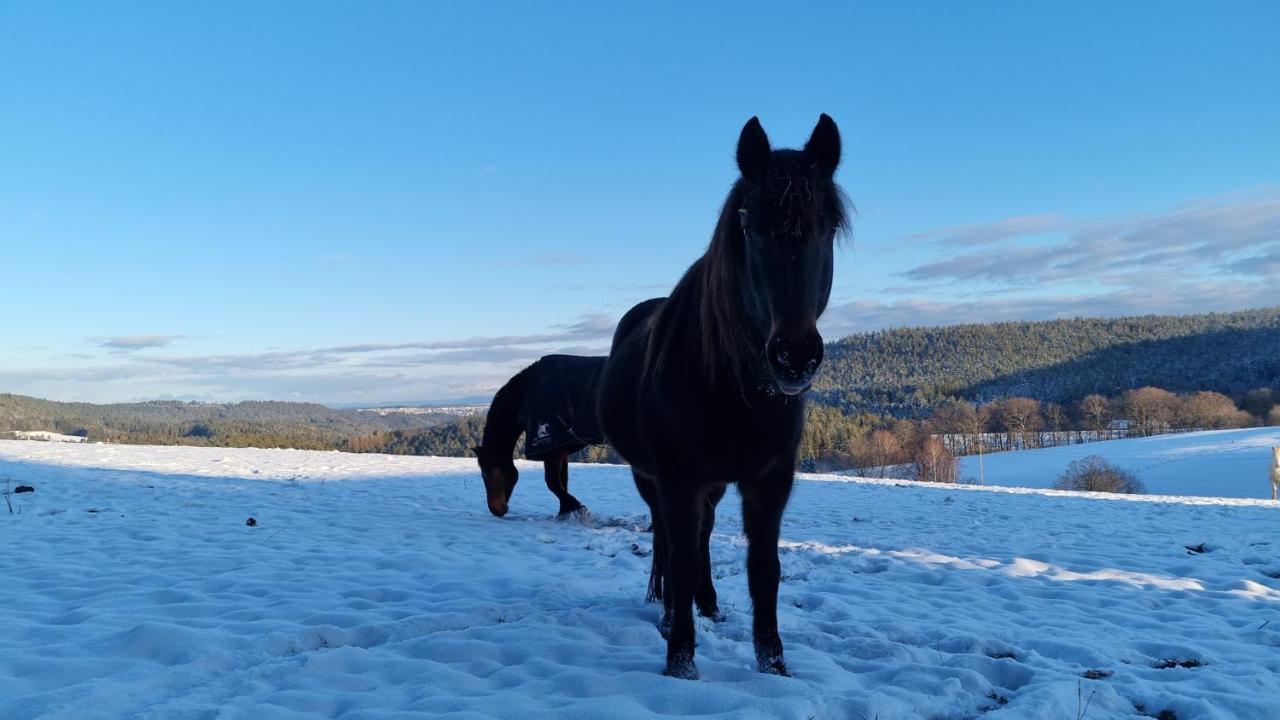 Appartamento Urlaub An Der Grenze Lauterbach  Esterno foto